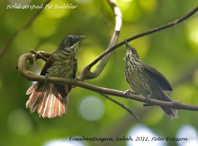 Bold-striped Tit Babbler