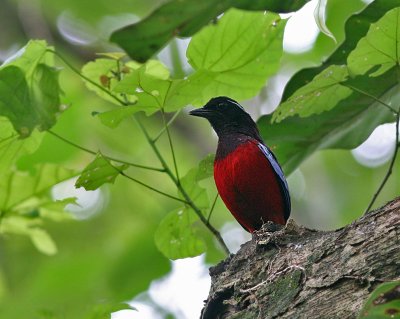 Black-headed Pitta (Black-crimson)