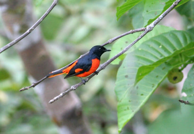 Fiery Minivet