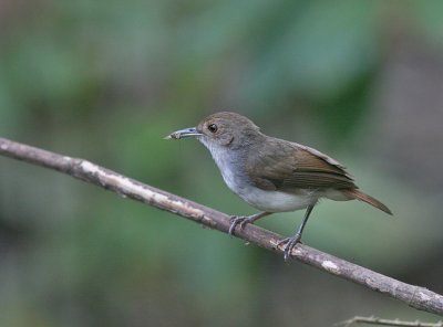 White-chested Babbler