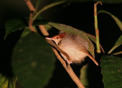 Rufus-tailed Tailorbird