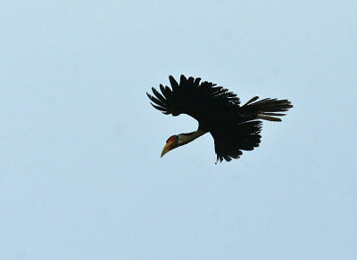 Wrinkled Hornbill