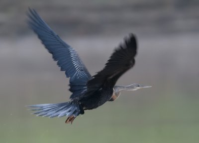 Oriental Darter