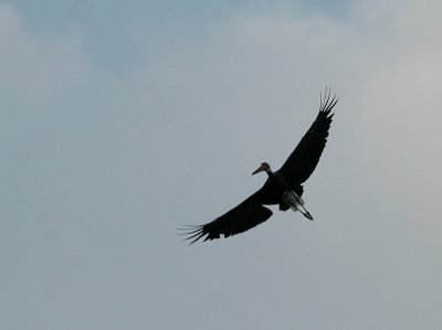 Storms Stork