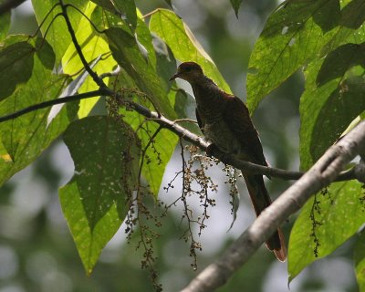 Sultans Cuckoo Dove