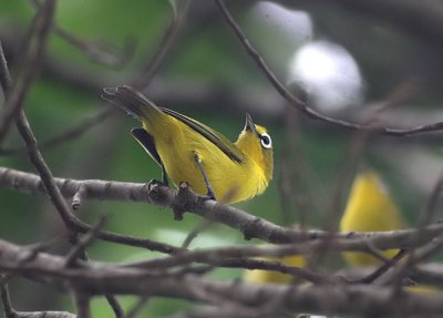 Lemon-bellied White-eye