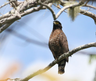Sulawesi Crested Serpent Eagle (Spilornis cheela)