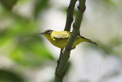 Lemon-bellied White-eye