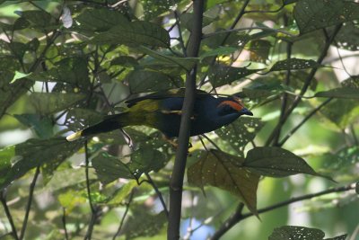 Fiery-browed Starling