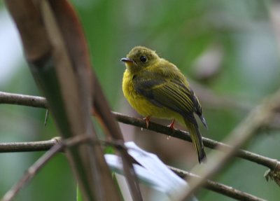 Citrine Flycatcher