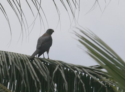 Variable Goshawk