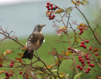 Fieldfare (Bjrktrast)