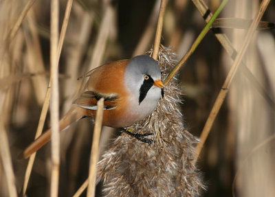 Bearded Reedling (Skggmes)