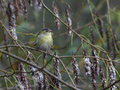 Eurasian Siskin (Grnsiska)