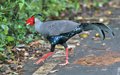 Siamese Fireback