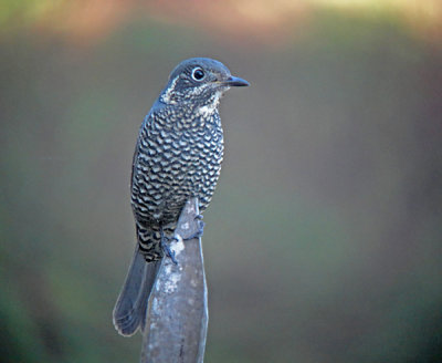 Chestnut-bellied Rock Thrush