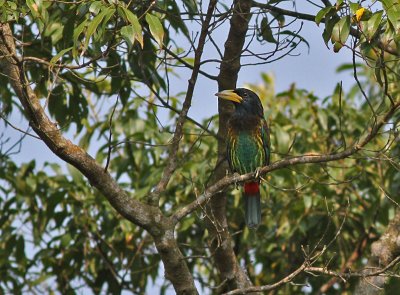 Great Barbet