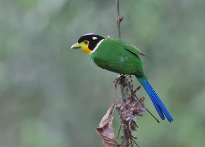 Long-tailed Broadbill