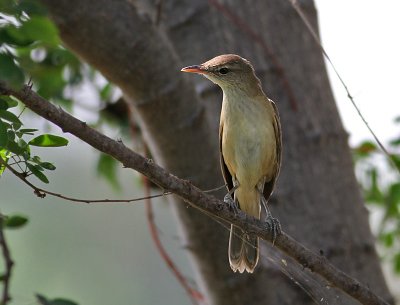 Oriental Reed Warbler