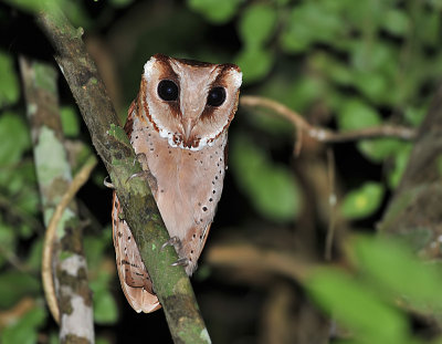 Oriental Bay Owl