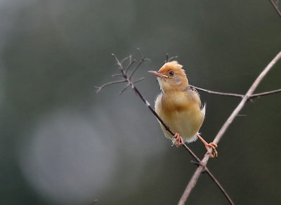 Golden-headed Cisticola