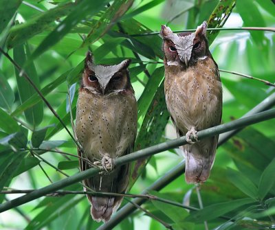 White-fronted Scops Owls