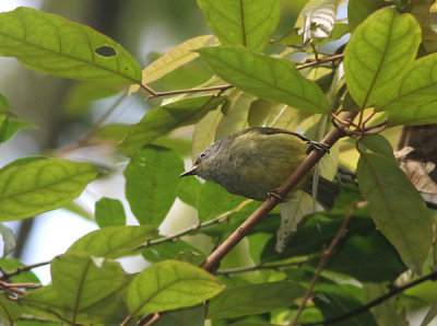 Grey-throated Javan White-eye