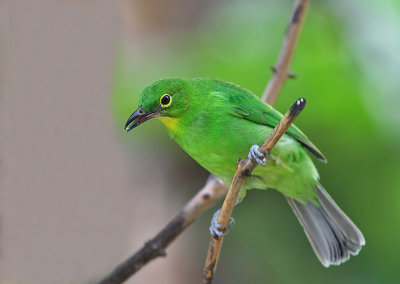 Greater Leafbird