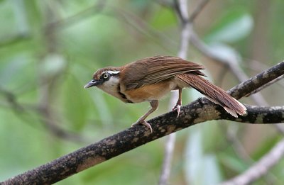 Lesser Necklaced Laughingthrush