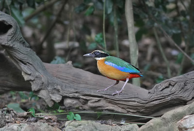 Blue-winged Pitta