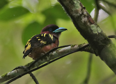 Banded Broadbill