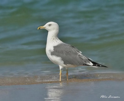 Lesser Black-backed Gull (Larus fuscus heuglini)