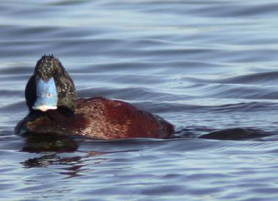g4/90/590590/3/52128092.smallphotosm_bluebilledduck.jpg