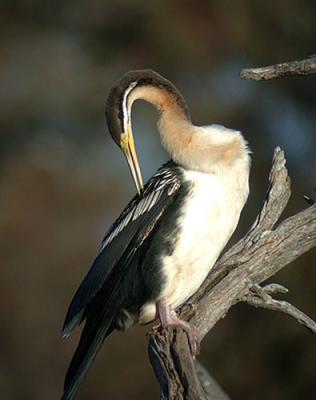 g4/90/590590/3/52128104.smallphotosm_darter1.jpg