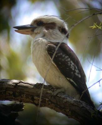 g4/90/590590/3/52128121.smallphotosm_kookaburra.jpg