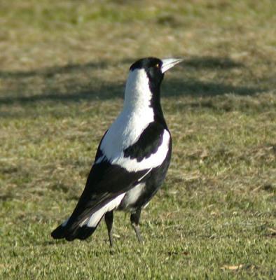 g4/90/590590/3/52128128.smallphotosm_magpie.jpg