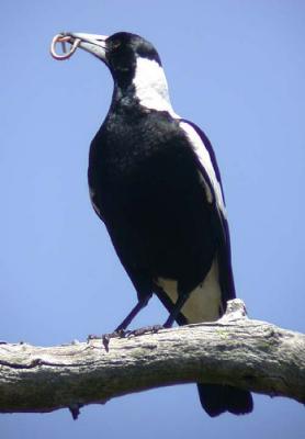g4/90/590590/3/52128129.smallphotosm_magpie1.jpg