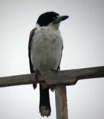 g4/90/590590/3/52128136.smallphotosm_piedbutcherbird.jpg