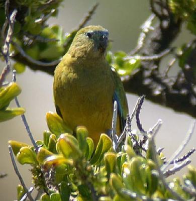 g4/90/590590/3/52128153.smallphotosm_rockparrot.jpg