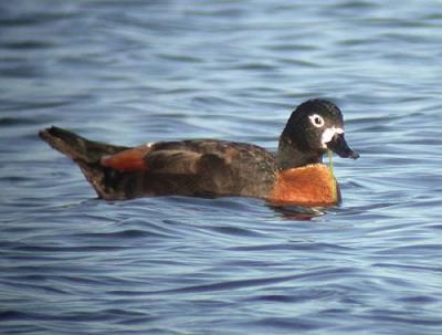 g4/90/590590/3/52128164.smallphotosm_shelduck2.jpg