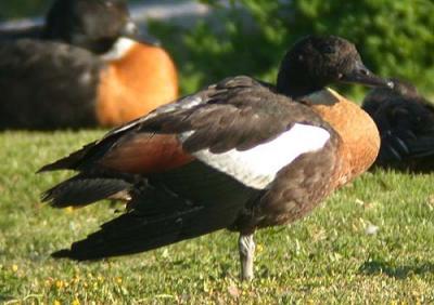 g4/90/590590/3/52128165.smallphotosm_shelduck4.jpg