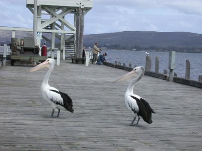 Australian Pelicans