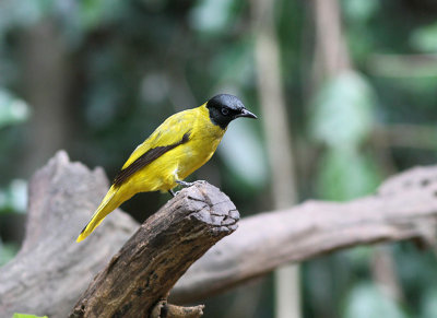 Black-headed Bulbul