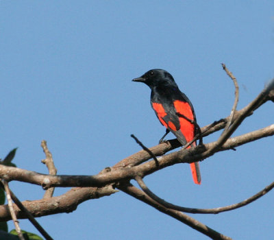 Scarlet Minivet