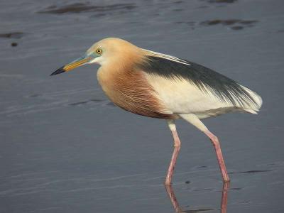 g4/90/590590/3/59360364.heron.jpg