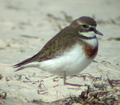 Double-banded Plover