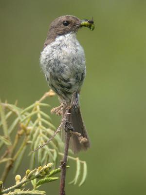 Jerdons Bushchat, fem