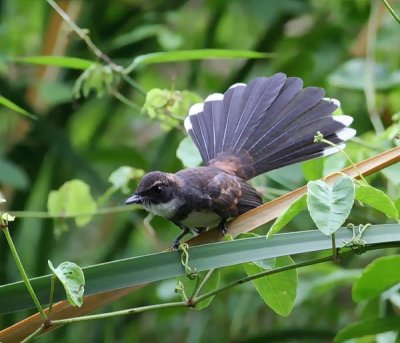 Pied Fantail