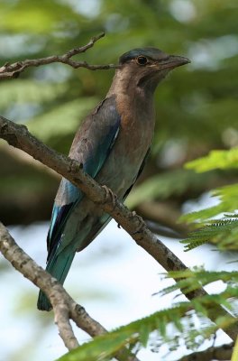 Indochinese Roller