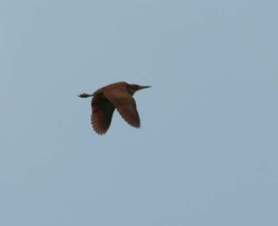 Cinnamon Bittern